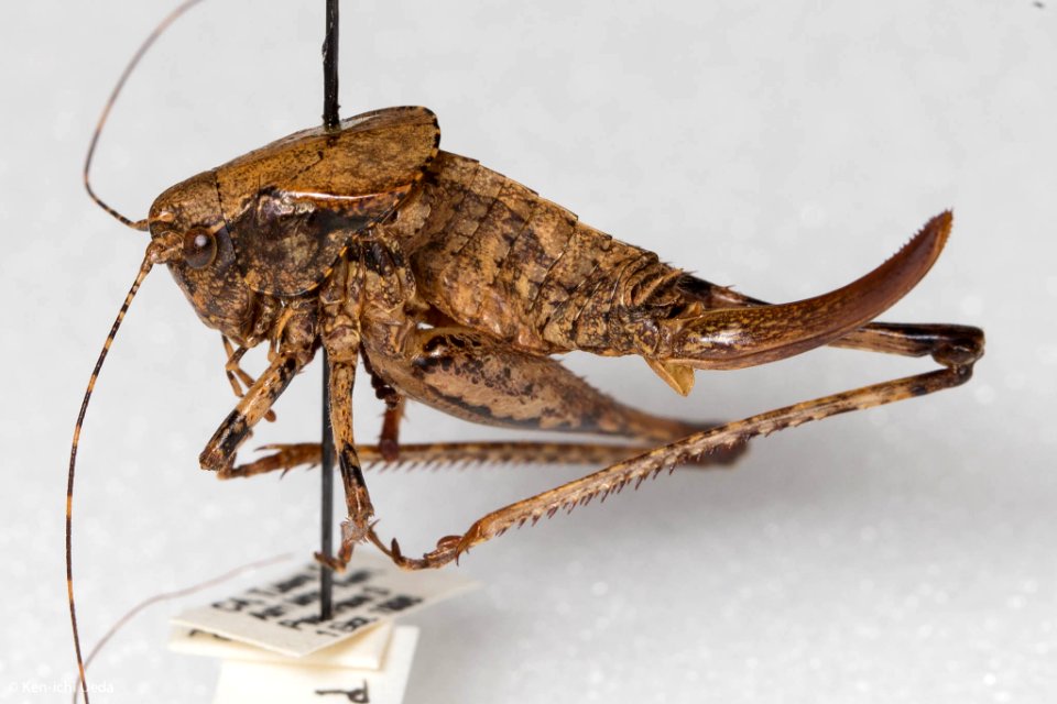 Neduba sierranus, lateral view