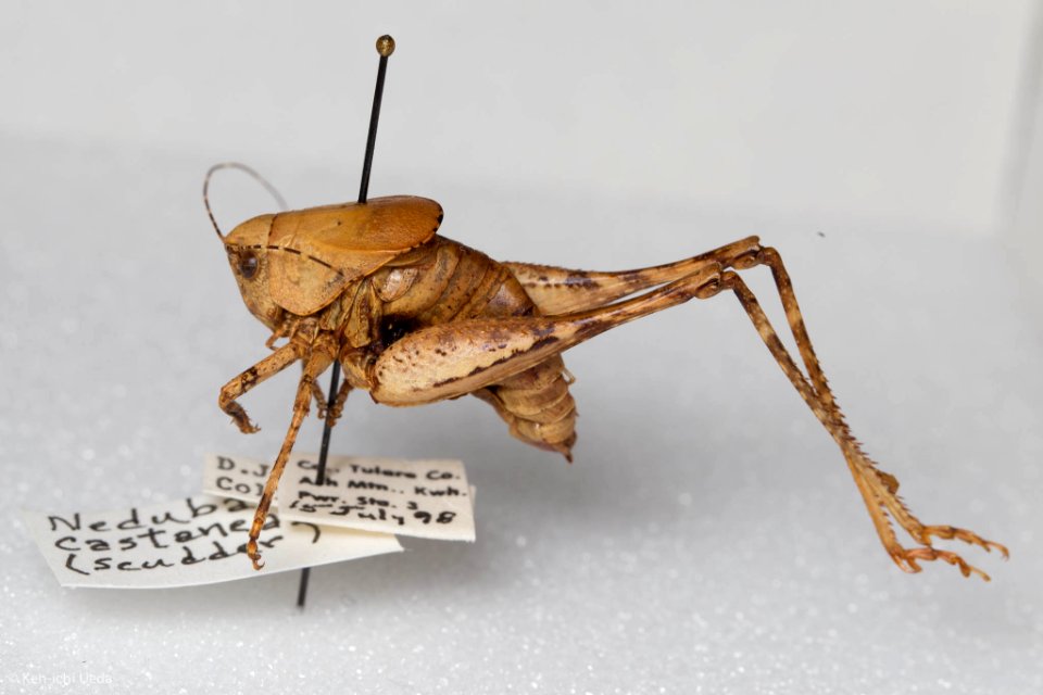 Neduba castanea, male, lateral view
