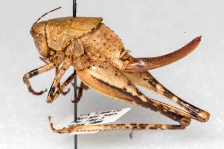 Neduba castanea, female, lateral view
