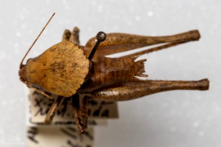 Neduba morsei, male, dorsal view