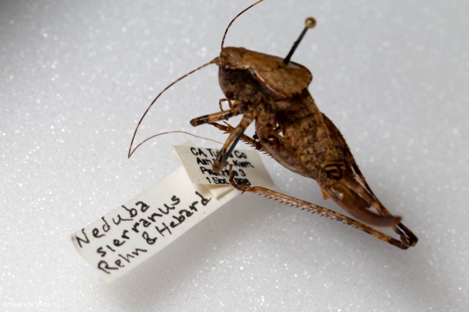 Neduba sierranus, with label