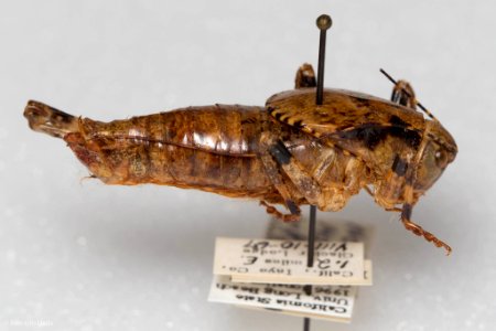 Neduba macneilli, lateral view 2