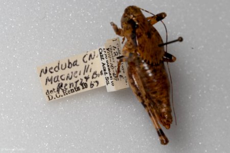 Neduba macneilli, with label