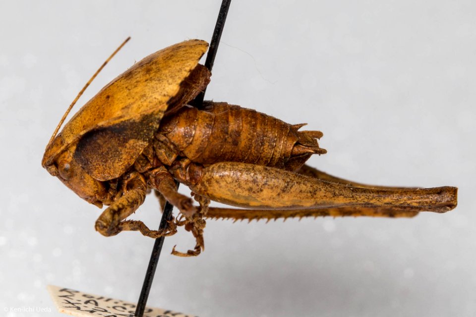 Neduba morsei, male, lateral view