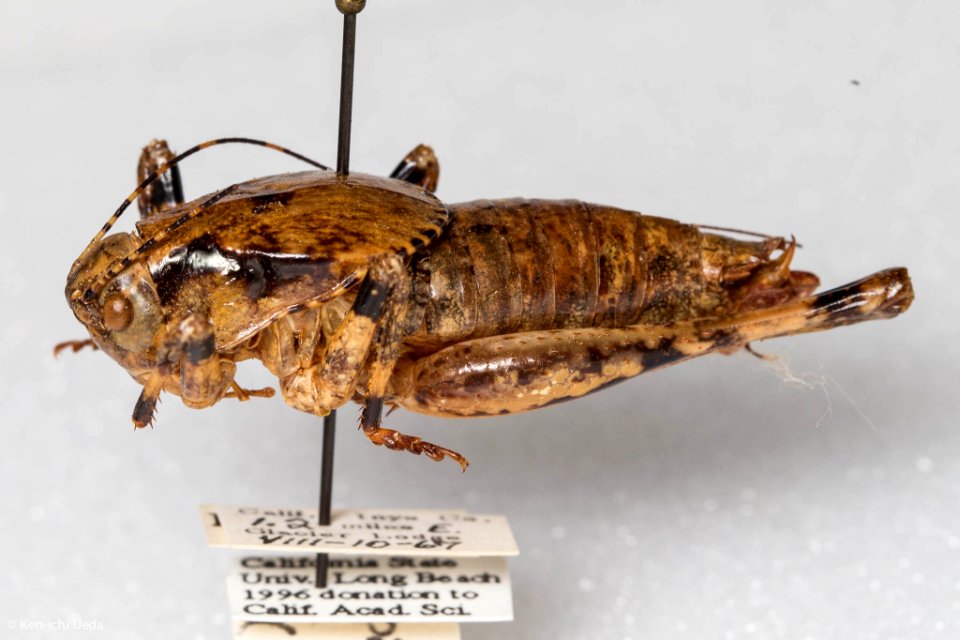 Neduba macneilli, lateral view 01