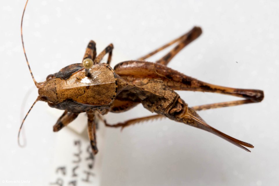 Neduba sierranus, dorsal view