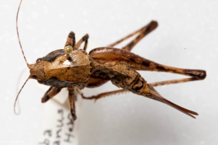 Neduba sierranus, dorsal view