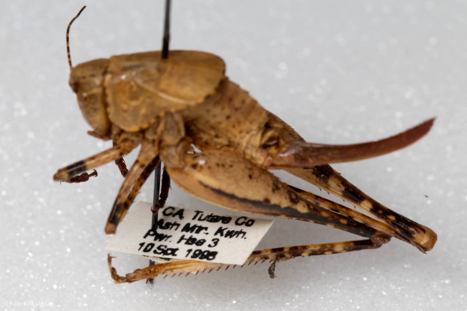 Neduba castanea, female, lateral view with label