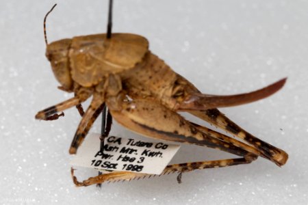 Neduba castanea, female, lateral view with label