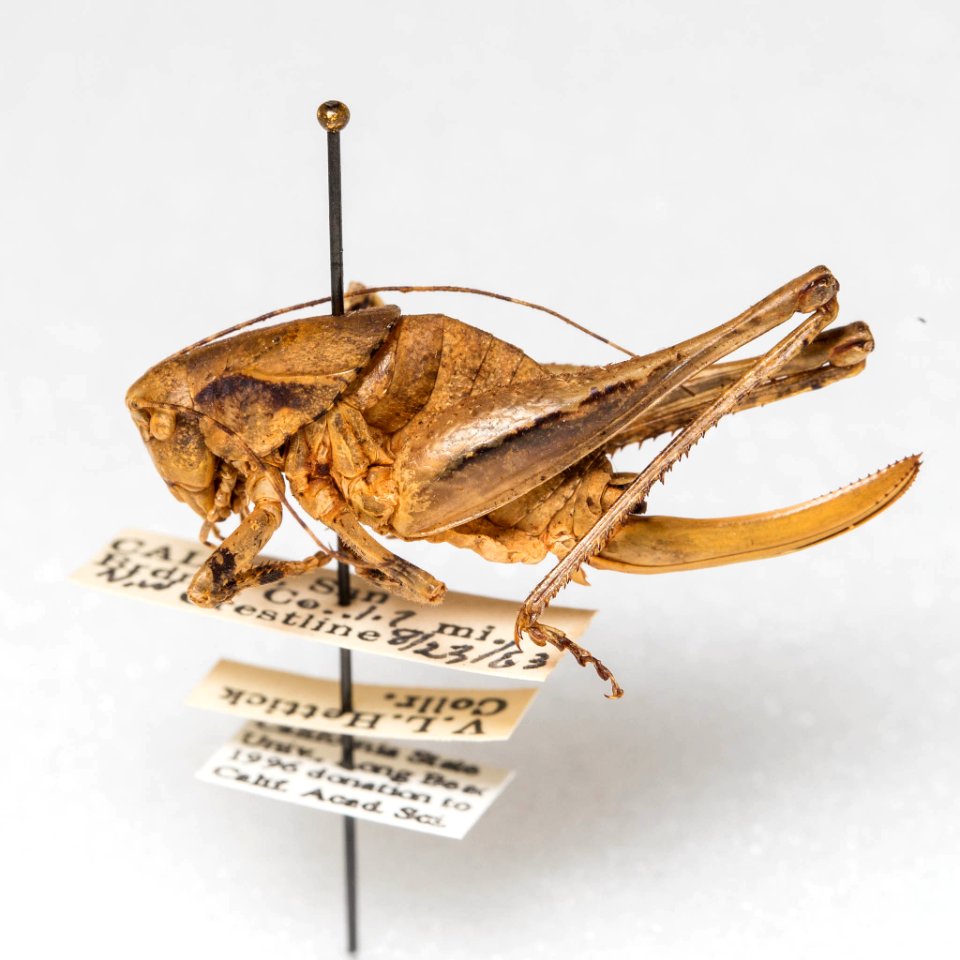 Neduba morsei, female, lateral view