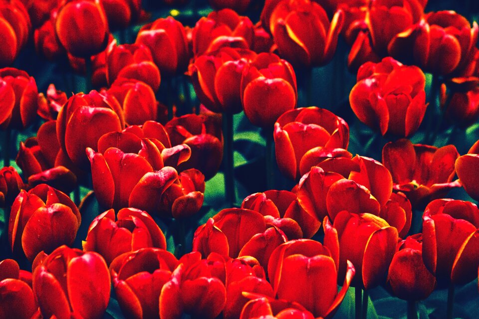 Tulip tulips red nature