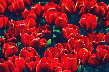 Tulip tulips red nature