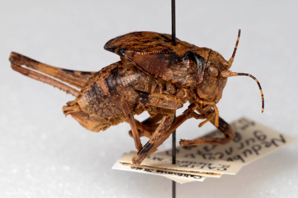 Neduba gurneyi, lateral view
