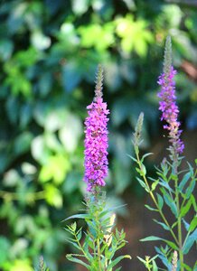 Nature flower garden flowers