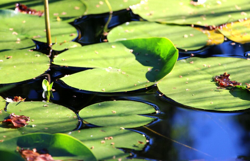 Aquatic plant green pond