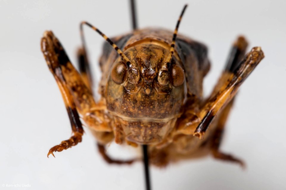 Neduba macneilli, anterior view