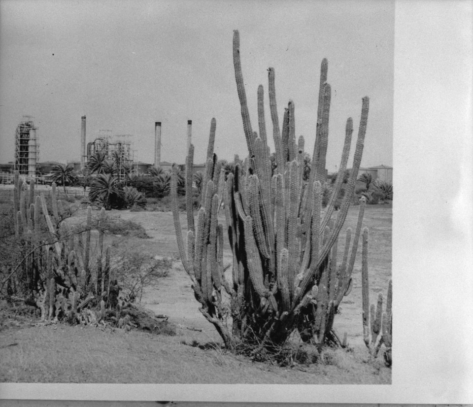 Nederlands West Indies. Aruba. Standard Oil raffinaderij, Bestanddeelnr 935-1573