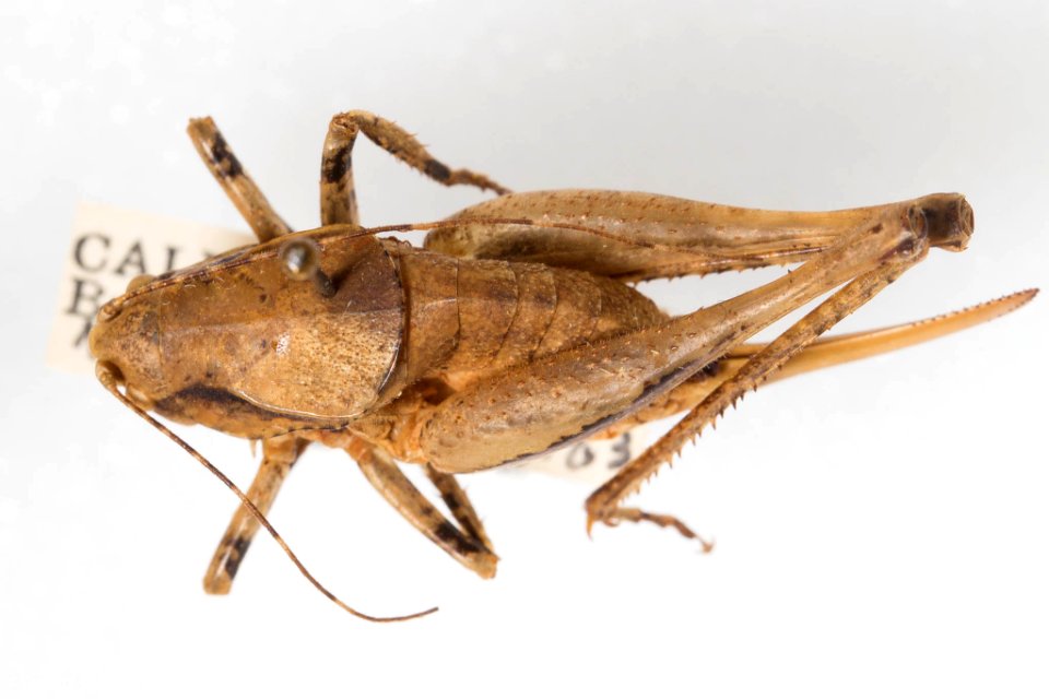 Neduba morsei, female, dorsal view