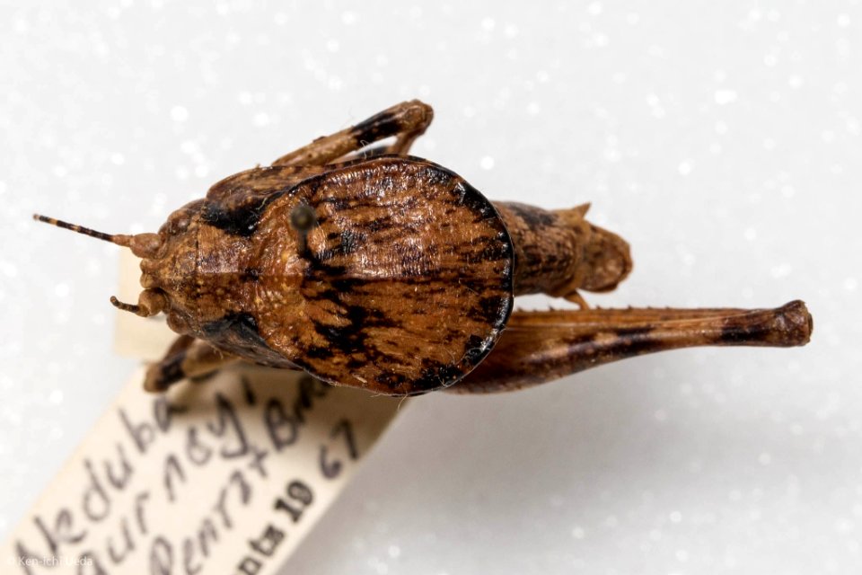 Neduba gurneyi, dorsal view