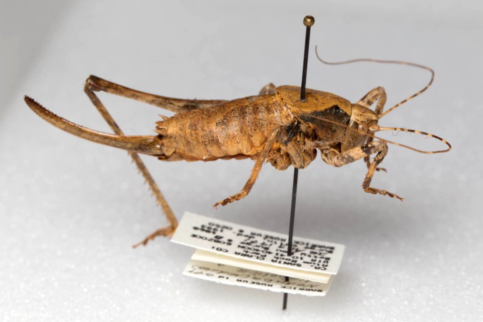 Neduba diabolica, lateral view 01