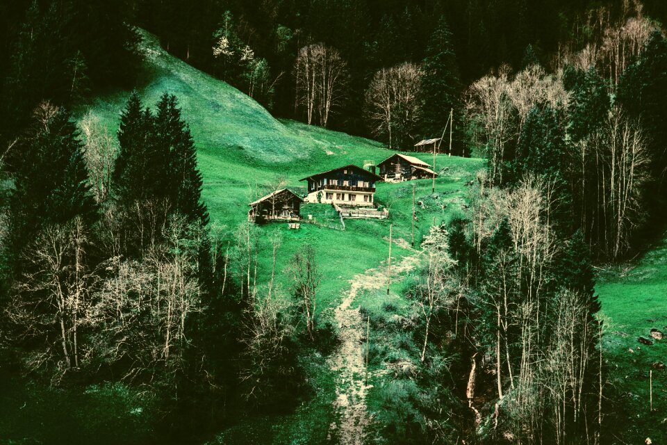 Environment fir trees forest