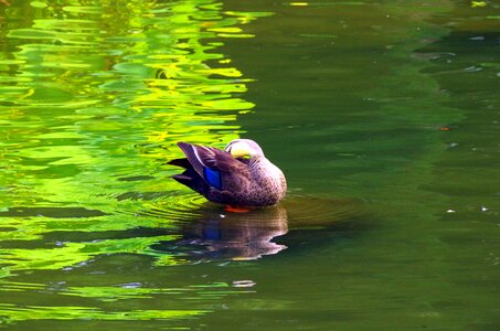 Bird waterside green