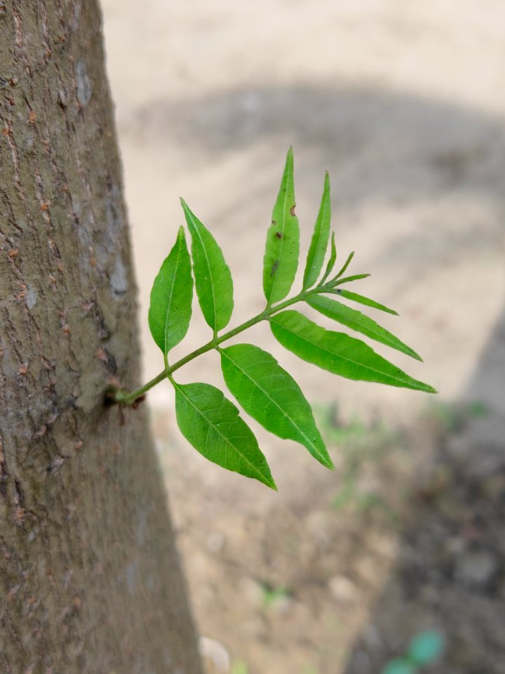 Neem Tree 
