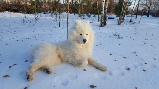 Samoyed winter dog photo