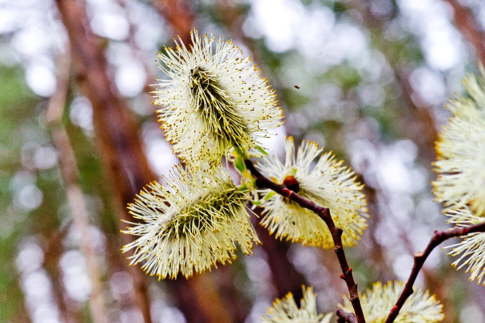 Bloom branch nature