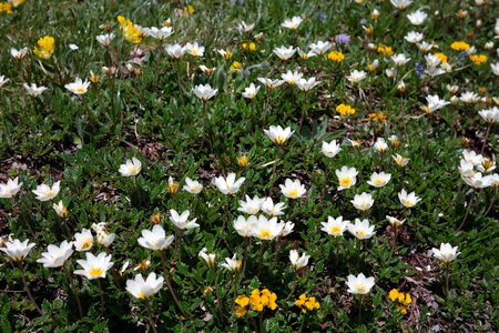 Bloom alpine flower alpine plant