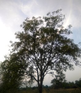 Neem Tree 3