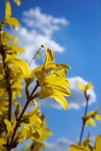 Nature bloom yellow