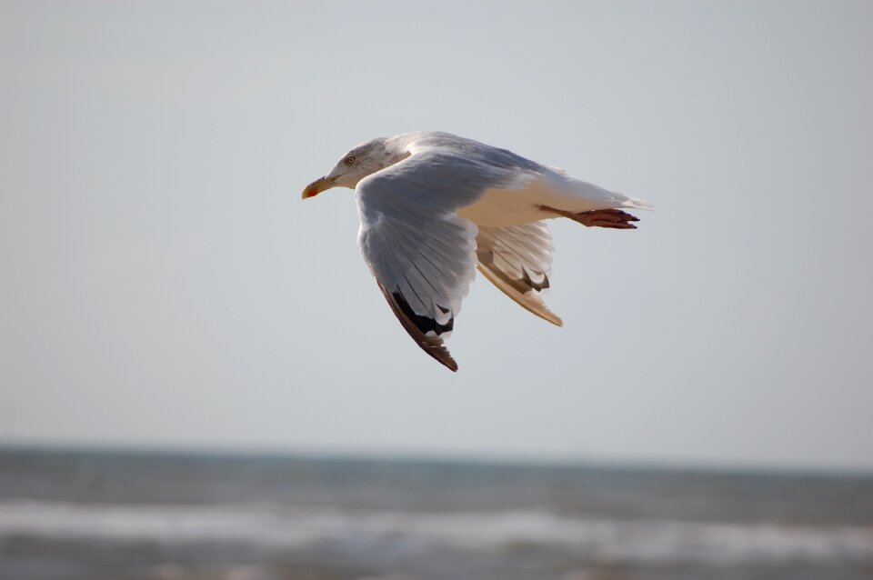 Animals bird seagull