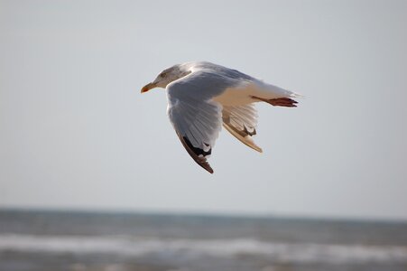Animals bird seagull photo