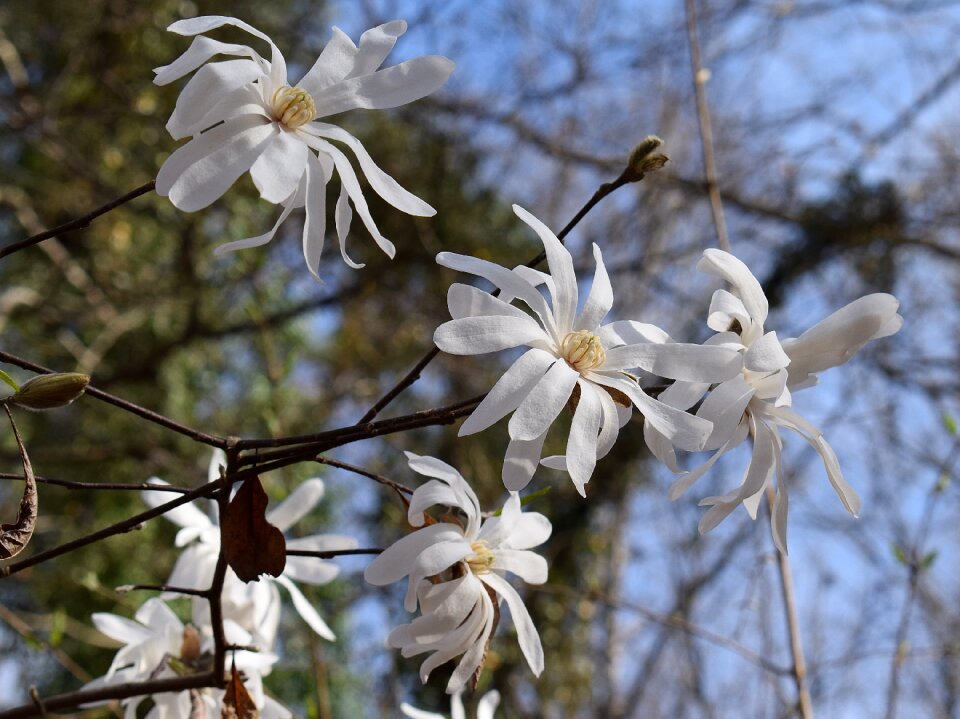 Plant garden nature photo