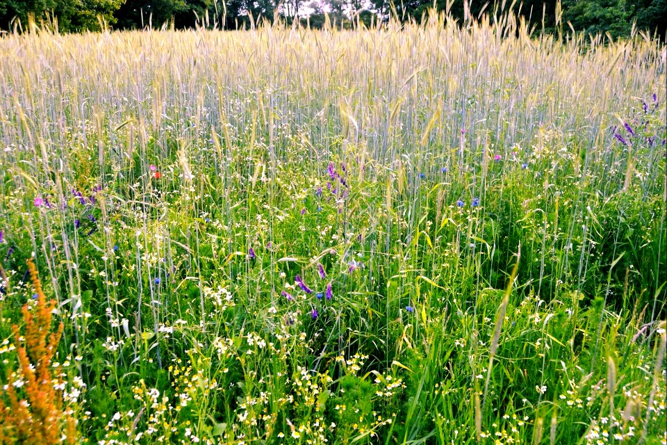 Nederlandse akkerflora