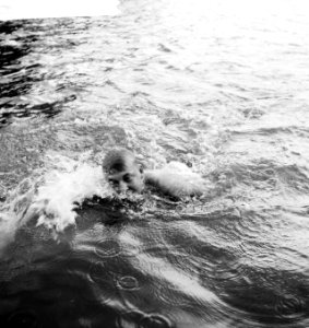 Nederlands Kampioenschappen zwemmen in Breda Johan Bontekoe in het water, Bestanddeelnr 912-7832