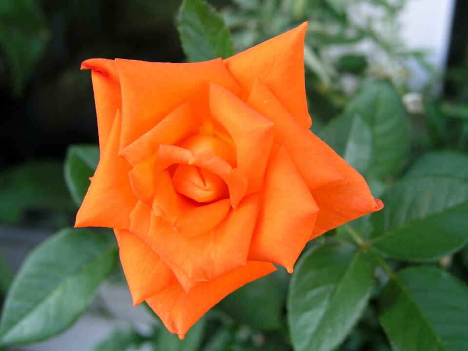 Bloom garden roses close up