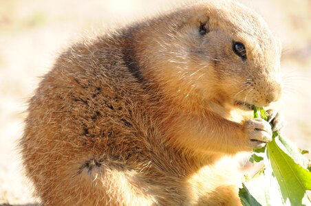 Cute wild animal sweet