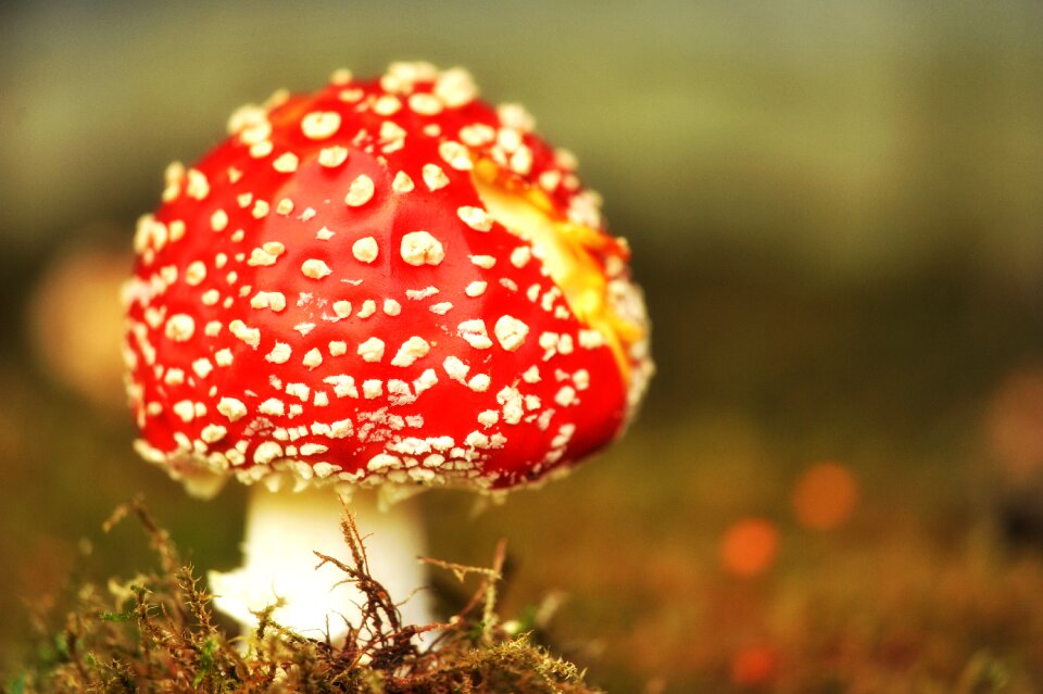 Toxic nature autumn