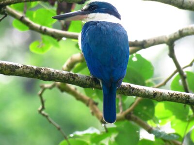 Tree branch blue bird green tree photo