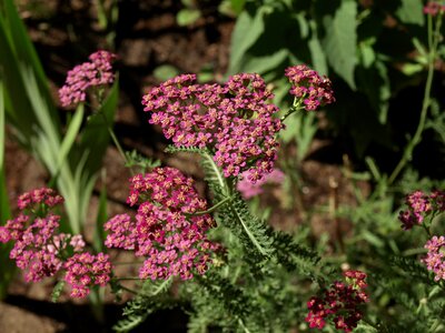 Flower flowers flowering