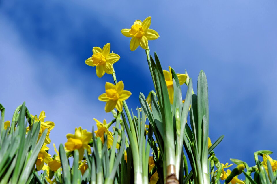 Yellow osterglocken spring flowers