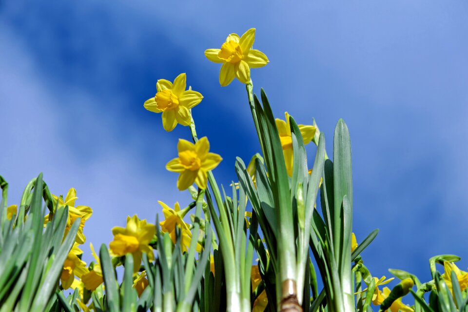 Yellow osterglocken spring flowers photo