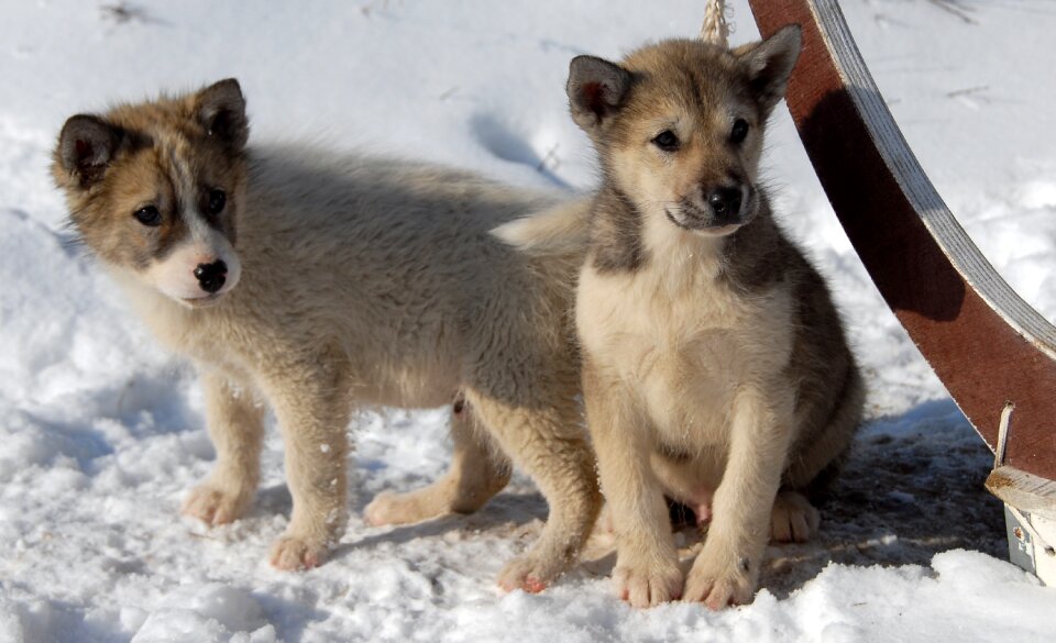 Dog puppy greenland