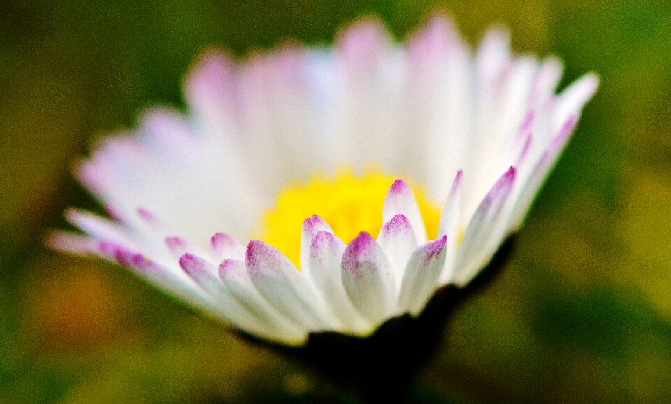 Dreamy pointed flower spring