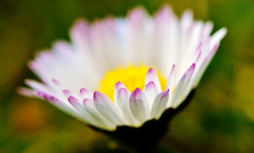 Dreamy pointed flower spring