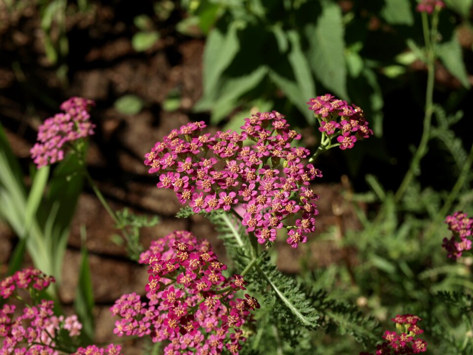 Flower flowering the plot