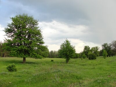 Glade trees meadow photo
