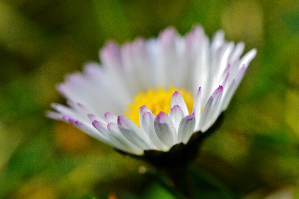 Dreamy pointed flower spring